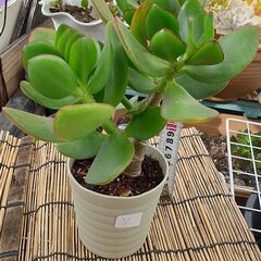 金のなる木 ⑦ 多肉植物