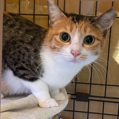 甘えん坊の三毛女子😽