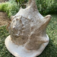 43：巻貝　天然貝　ほら貝　トウカムリの画像