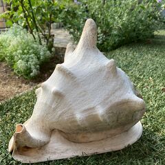43：巻貝　天然貝　ほら貝　トウカムリの画像
