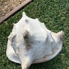 43：巻貝　天然貝　ほら貝　トウカムリの画像