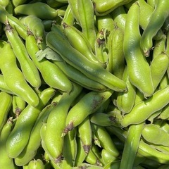ソラマメ1000円、1kg