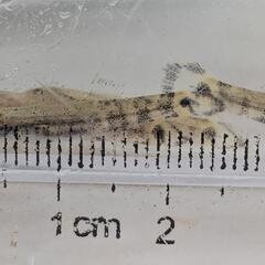 ウキゴリの幼魚の画像