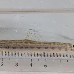 ヤマトシマドジョウ 7〜9cm程度の画像