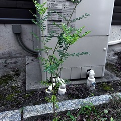トネリコ