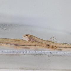 アリアケスジシマドジョウ