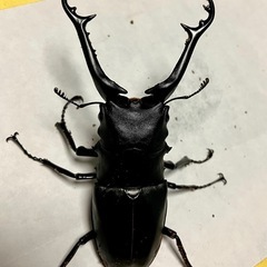 ギラファノコギリクワガタ　ペア　95×39　フローレス　