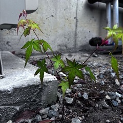もみじ（正式名は分かりません）
