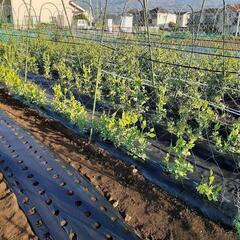 有機野菜を栽培しています。 - メンバー募集