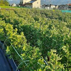 有機野菜を栽培しています。 − 神奈川県
