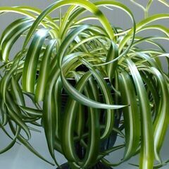 観葉植物