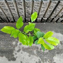 トゲなしレモン　リスボン　苗木