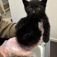 子猫を引き取っていただける方いませんか？