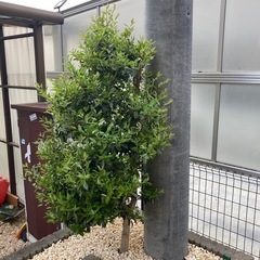 山茶花の画像