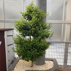 山茶花