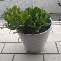 金のなる木の画像