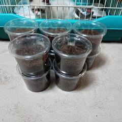 (HG-602)【ポリフェムスオオツノカナブンの幼虫】の画像