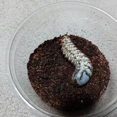 (HG-602)【ポリフェムスオオツノカナブンの幼虫】の画像
