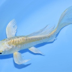 ヒレナガ錦鯉　光り変わり鯉　2歳  3匹セット