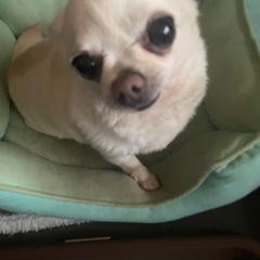 健康です。