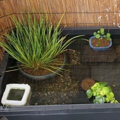 セキショウ　水生植物　ビオトープ　盆栽