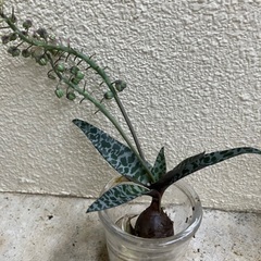 🥀多肉植物③(2個・子株付)
