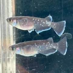 めだか🐟曜変天目 1ペア+1
