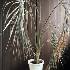 ヤシ　観葉植物