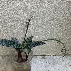 🥀多肉植物④(2個・子株付)