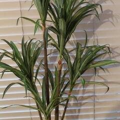 リアルに近い観葉植物　ドラセナ