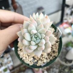 多肉植物　ライラックミスト