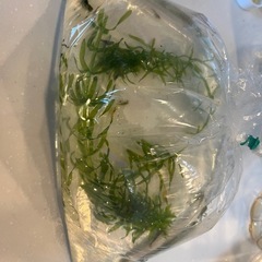 ミナミヌマエビ中サイズ10匹プラスおまけの画像