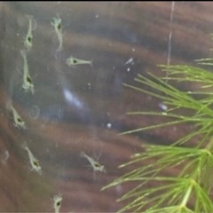 ミナミヌマエビ中サイズ10匹プラスおまけ
