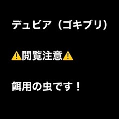 閲覧注意　餌用デュビア