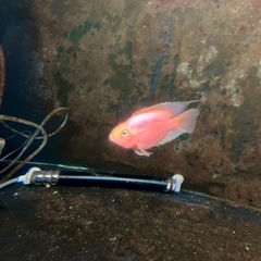 熱帯魚　キングコングパロット