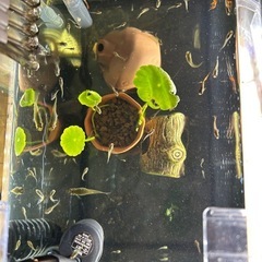 熱帯魚、エンドラーズライブベアラー稚魚