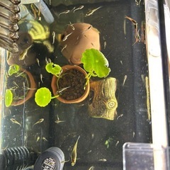 熱帯魚、エンドラーズライブベアラー稚魚の画像