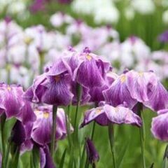 35～55才 東京散歩♪ ～1人参加～【日比谷】💖