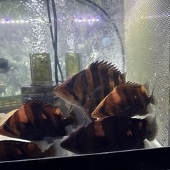 熱帯魚ダトニオ