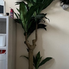 決まりました。観葉植物