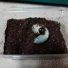 (HG-603)【ゴホンヅノカブトの幼虫】の画像