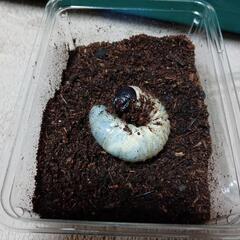 (HG-603)【ゴホンヅノカブトの幼虫】の画像