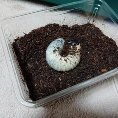 (HG-603)【ゴホンヅノカブトの幼虫】の画像