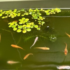 【MIXメダカ•有精卵30個+α】の画像