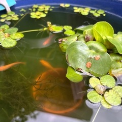 【MIXメダカ•有精卵30個+α】の画像