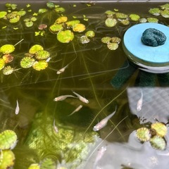 【MIXメダカ•有精卵30個+α】の画像