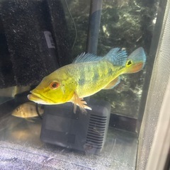 熱帯魚キクラ