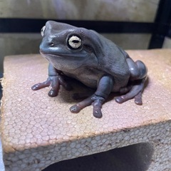 イエアメガエル　2匹　ブルー、ノーマルの画像