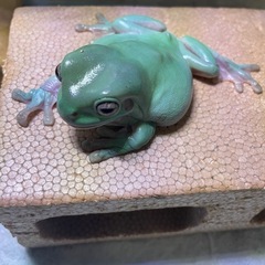 イエアメガエル　2匹　ブルー、ノーマル