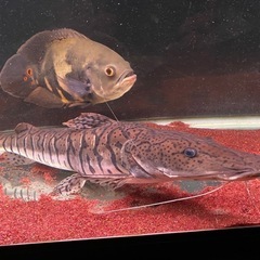 タイガーシャベルノーズキャット50cm、ワイルドオスカー28cm